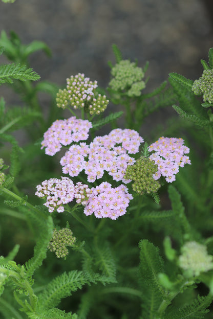 *RETAIL - Achillea millefolium Flowerburst 'Fruit Bowl'