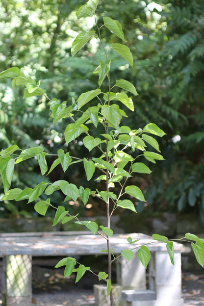 *RETAIL - Morus alba 'Grover's Best'