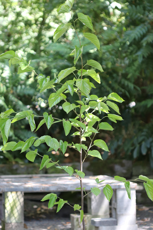*RETAIL - Morus alba 'Grover's Best'