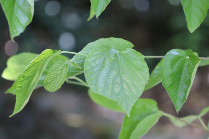 *RETAIL - Morus alba 'Grover's Best'
