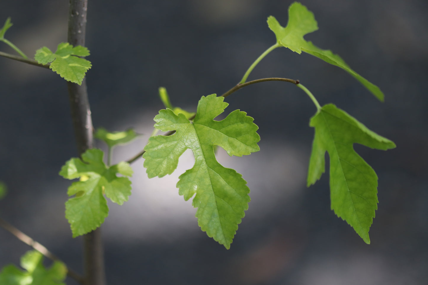 *RETAIL - Morus alba 'Doug's Dwarf'