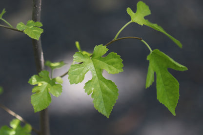 *RETAIL - Morus alba 'Doug's Dwarf'