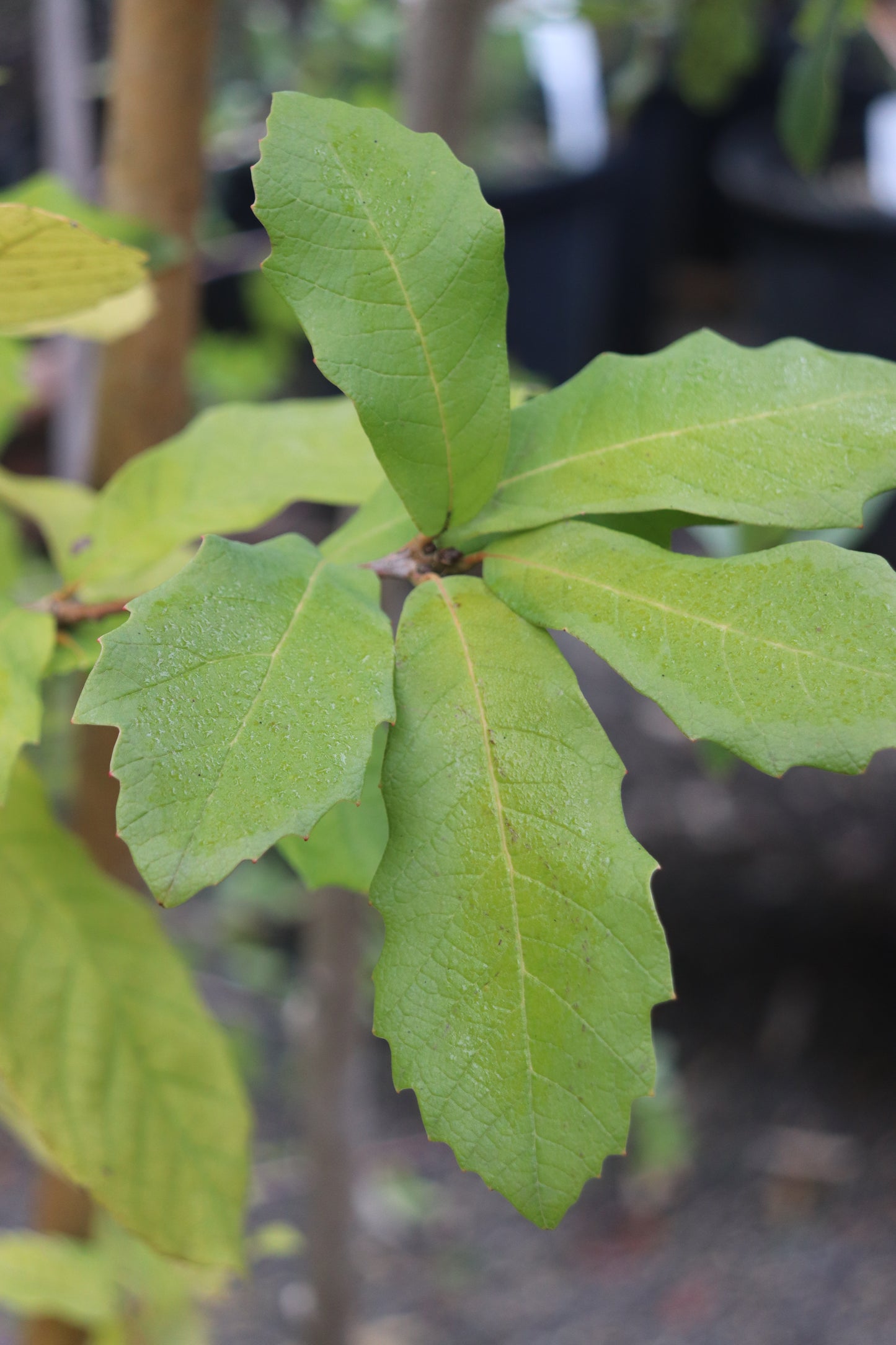 *RETAIL - Quercus polymorpha