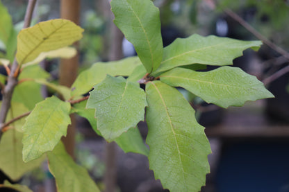 *RETAIL - Quercus polymorpha