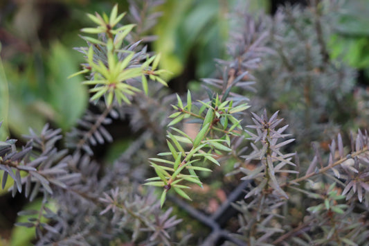 Podocarpus lawrencei x nivalis 'Orangeade'