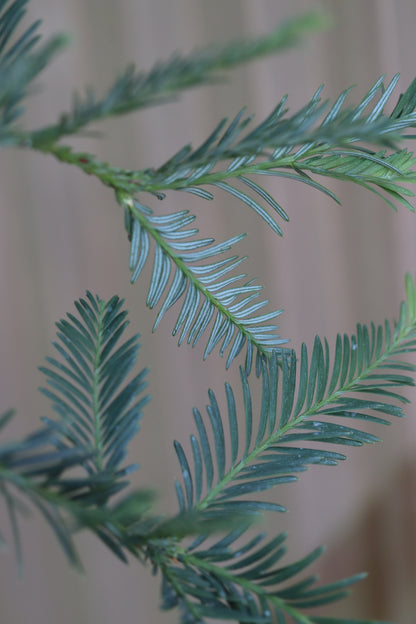 *RETAIL - Sequoia sempervirens 'Aptos Blue'