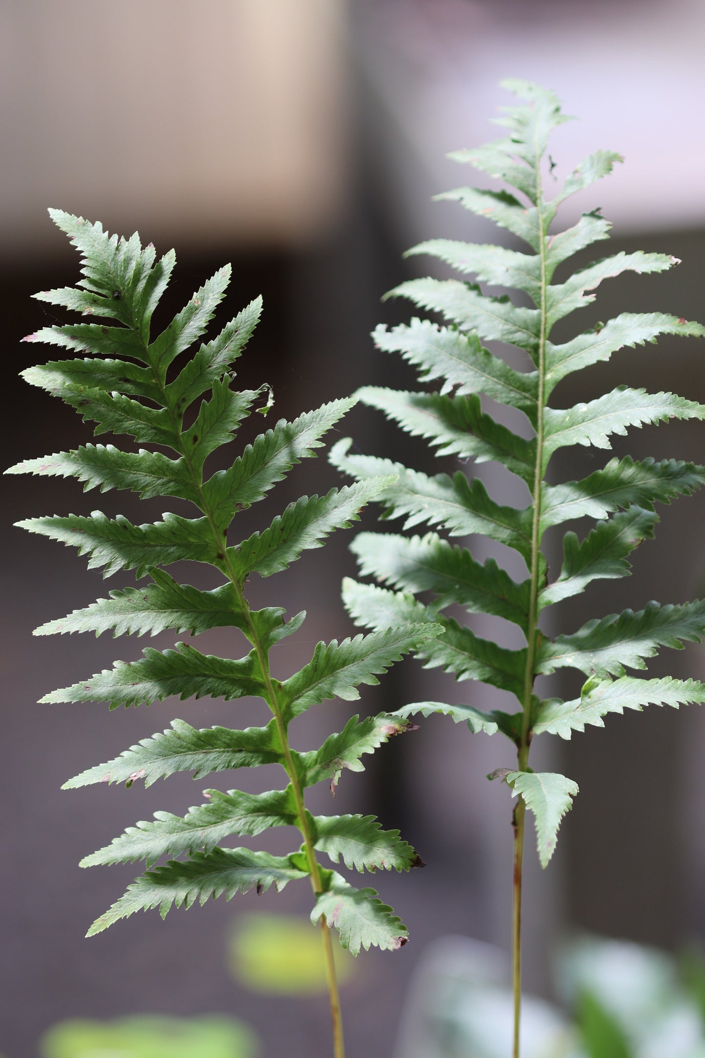 *RETAIL - Polypodium californicum 'Sarah Lyman'