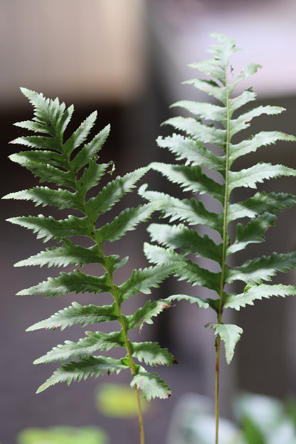 *RETAIL - Polypodium californicum 'Sarah Lyman'
