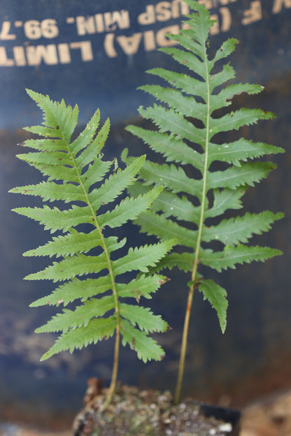 *RETAIL - Polypodium californicum 'Sarah Lyman'