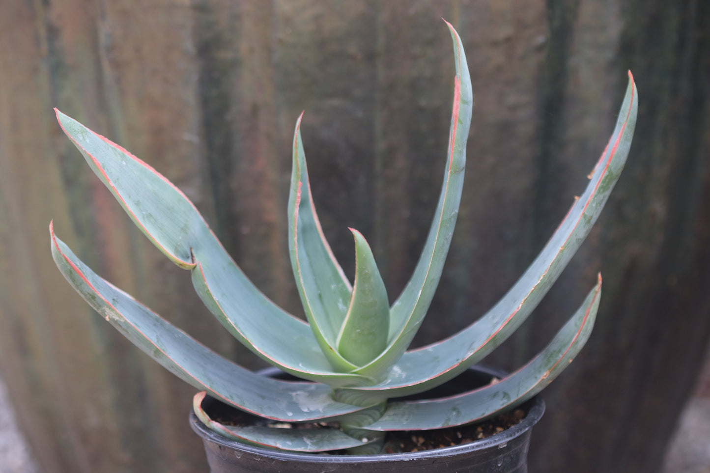 *RETAIL - Aloe striata
