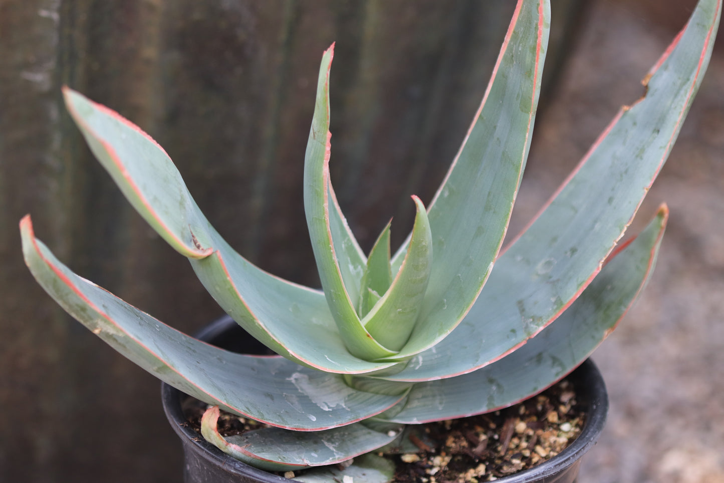 *RETAIL - Aloe striata