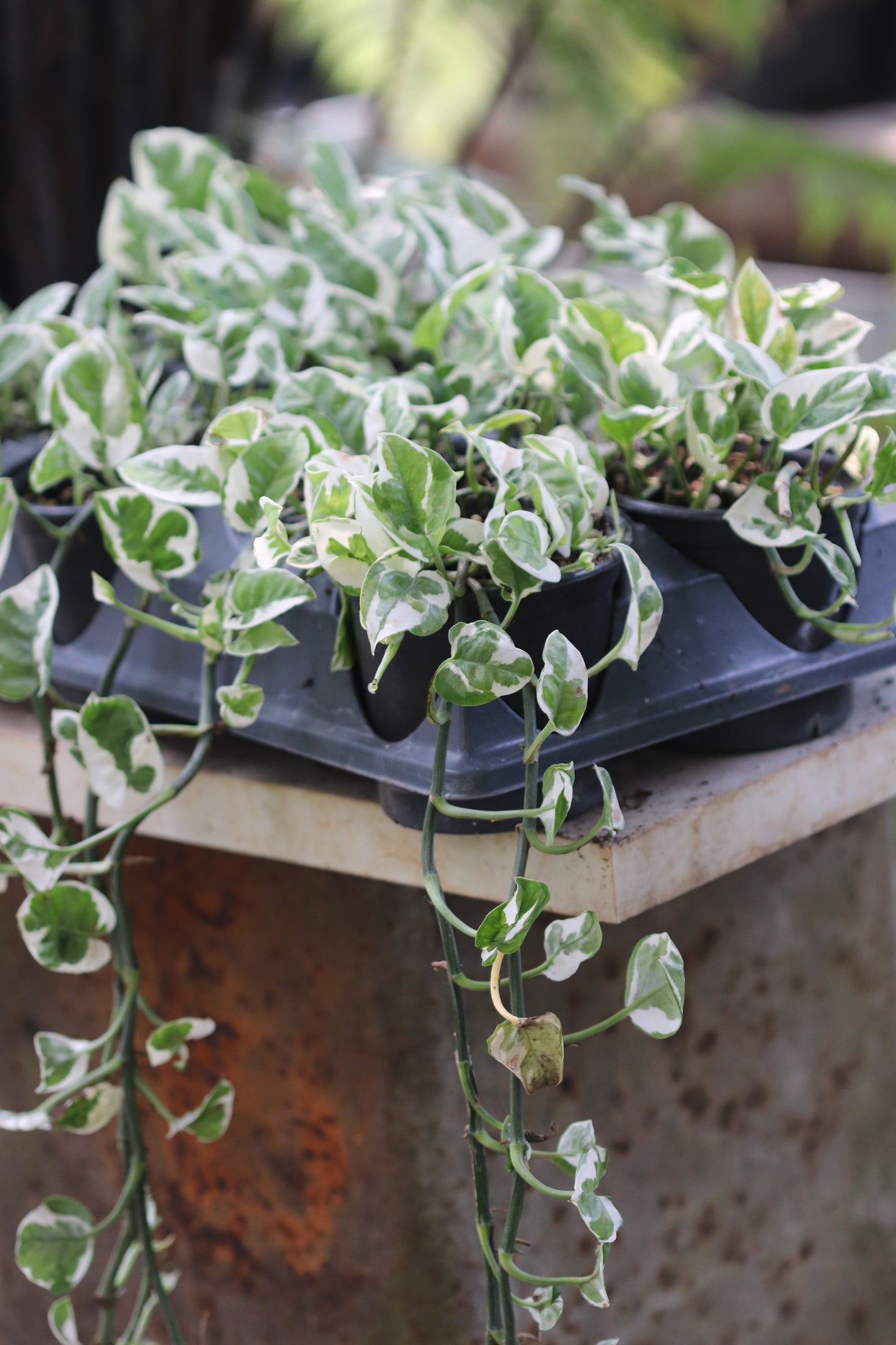 *RETAIL - Epipremnum aureum 'Glacier'