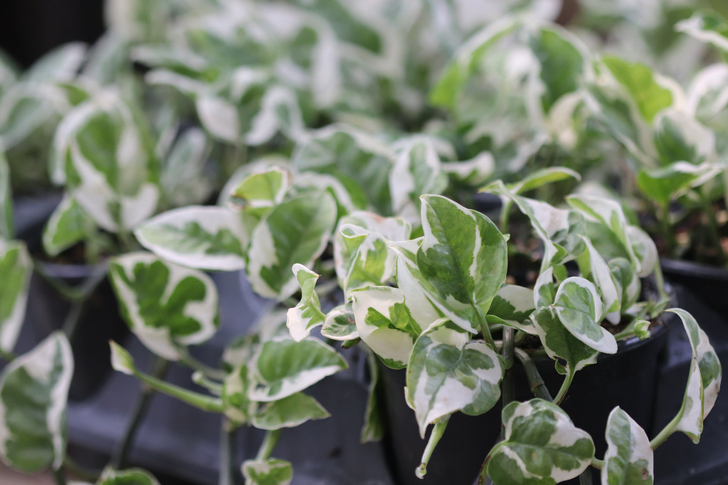 *RETAIL - Epipremnum aureum 'Glacier'