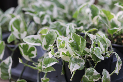 *RETAIL - Epipremnum aureum 'Glacier'