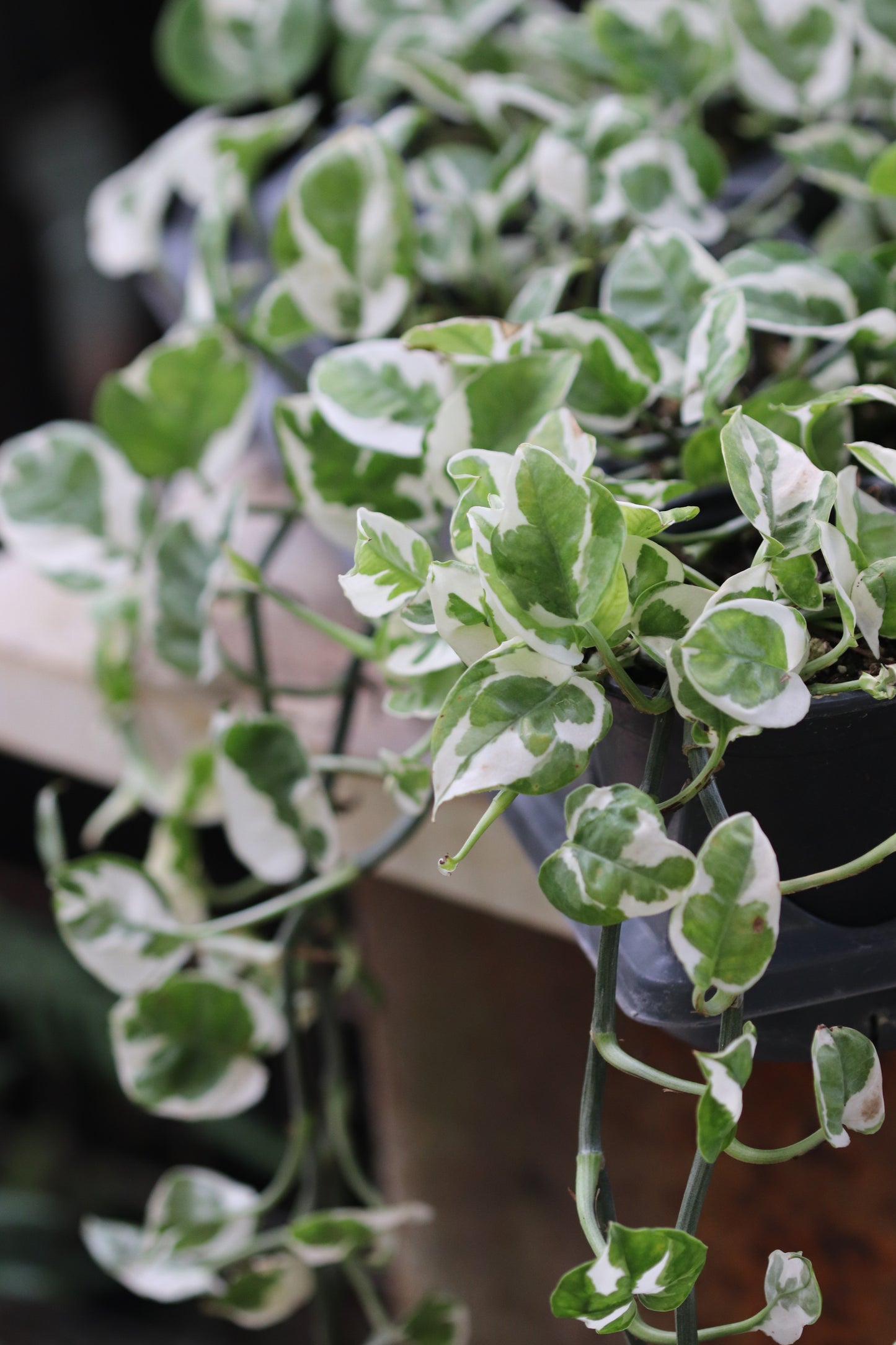 *RETAIL - Epipremnum aureum 'Glacier'