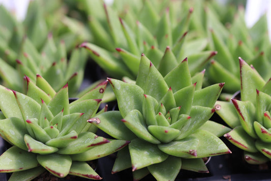 *RETAIL - Echeveria agavoides 'Ebony'
