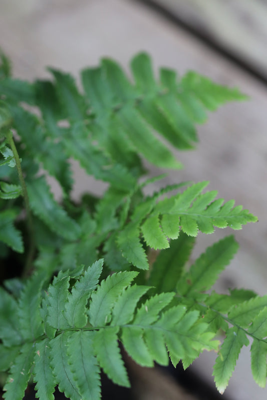 *RETAIL - Dryopteris atrata