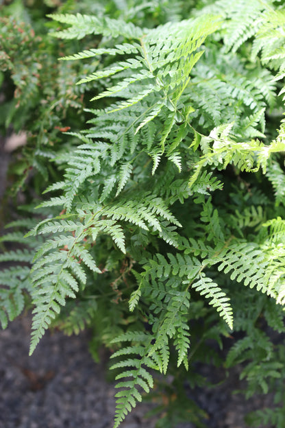 *RETAIL - Polystichum braunii