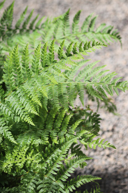 *RETAIL - Polystichum braunii