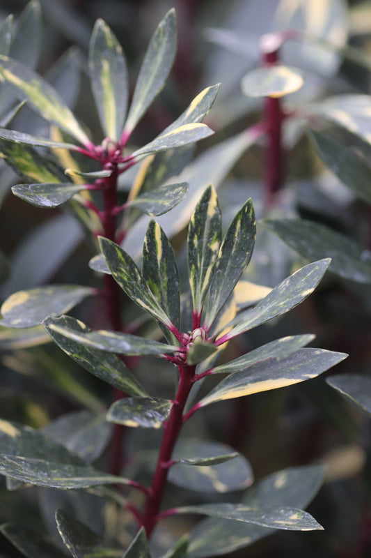 *RETAIL - Drimys lanceolata 'Suzette'