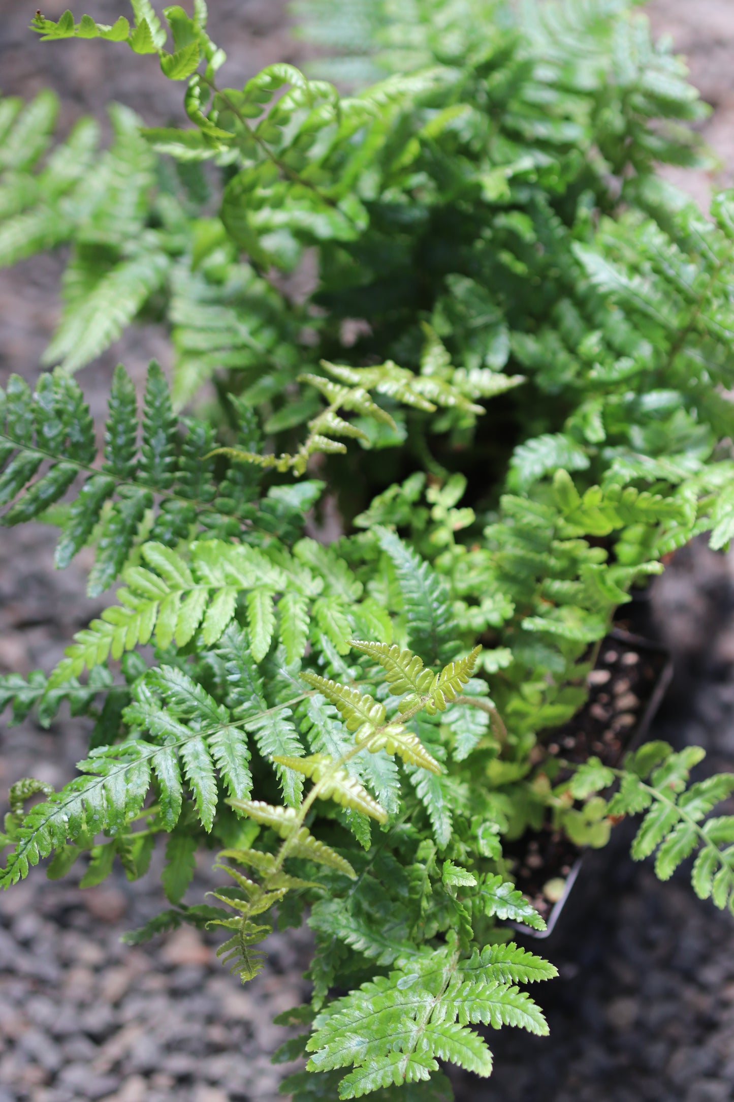 *RETAIL - Dryopteris wallichiana 'Jurassic Gold'
