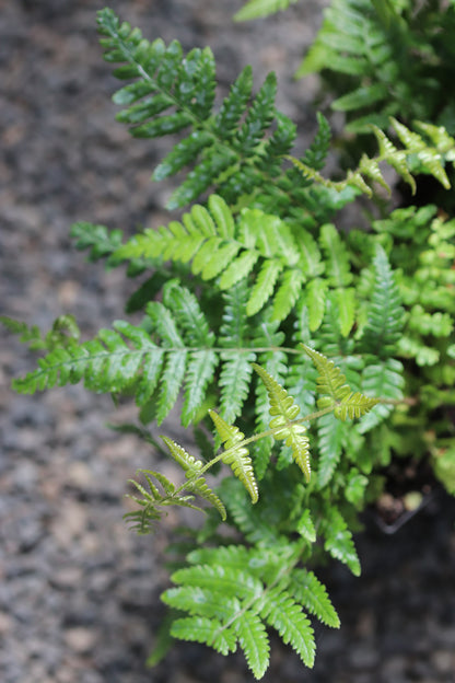 *RETAIL - Dryopteris wallichiana 'Jurassic Gold'