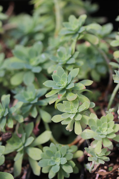 *RETAIL - Sedum palmeri 'Mendoza'