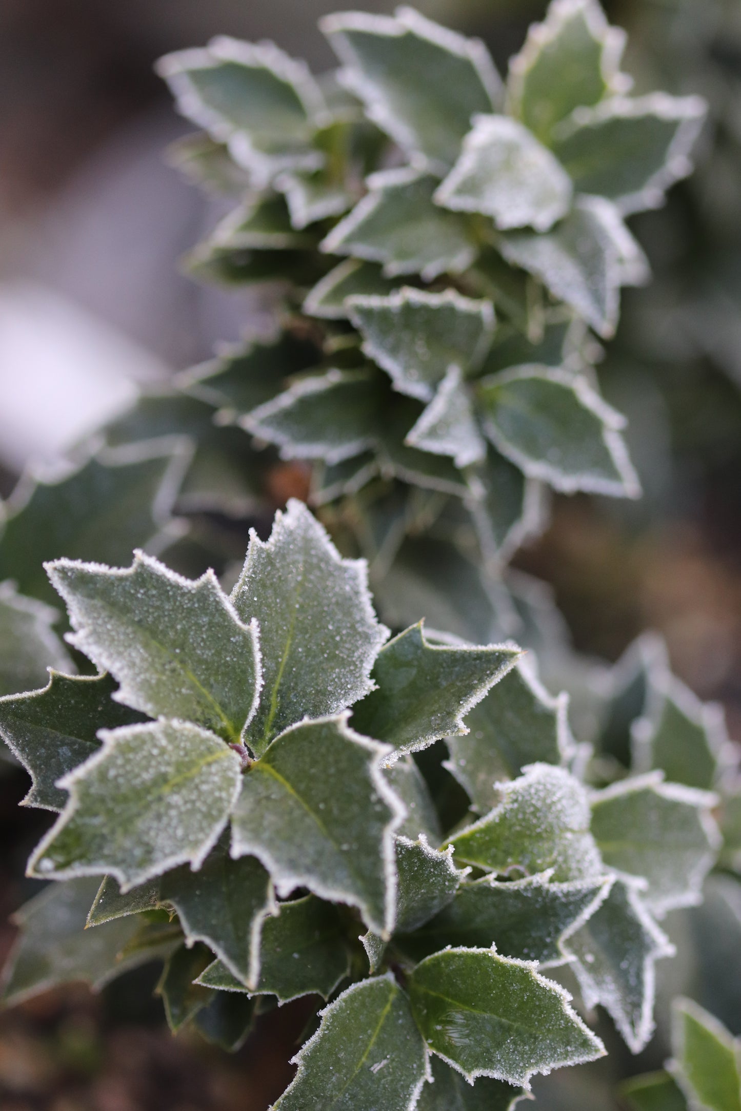 *RETAIL - Ilex x 'Rock Garden'