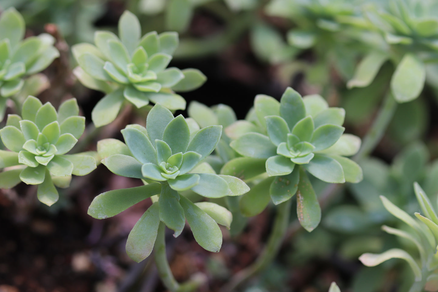 *RETAIL - Sedum palmeri 'Mendoza'