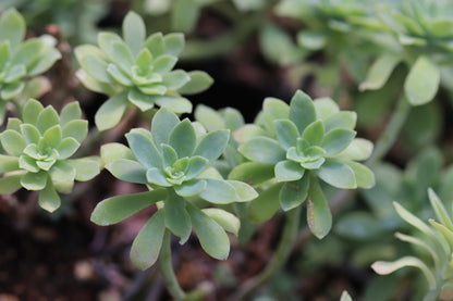 *RETAIL - Sedum palmeri 'Mendoza'