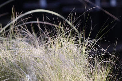 *RETAIL - Stipa tenuissima