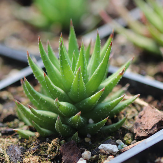 *RETAIL - Haworthia fasciata