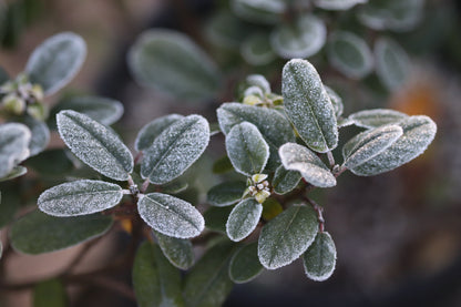 *RETAIL - Rhamnus californica 'Leatherleaf'