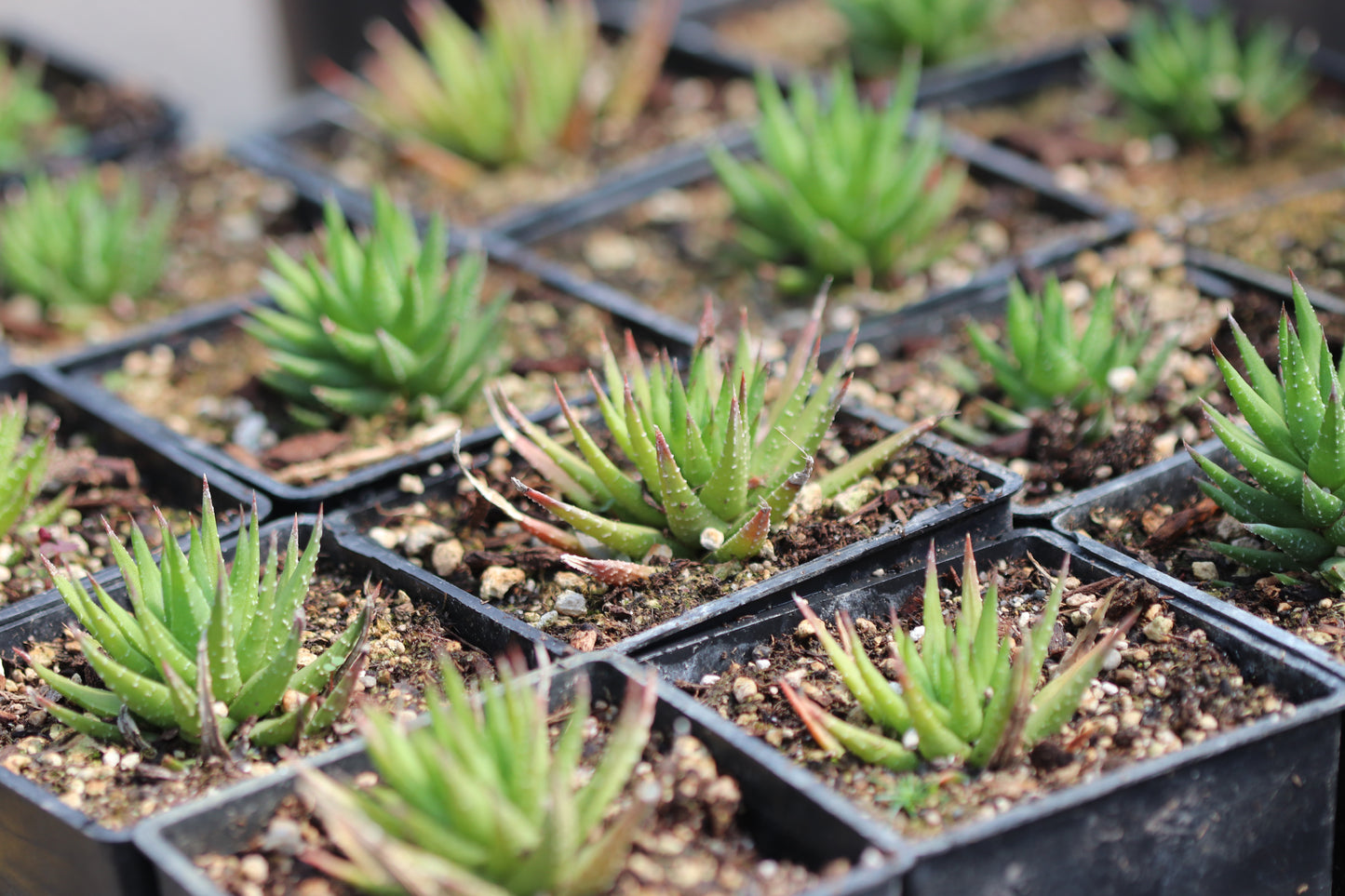 *RETAIL - Haworthia fasciata