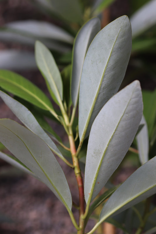 *RETAIL - Drimys winteri var. chilensis