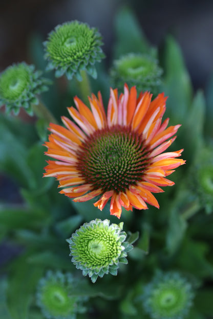 *RETAIL - Echinacea Prima™ 'Saffron'