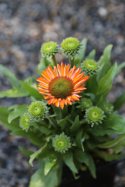 *RETAIL - Echinacea Prima™ 'Saffron'