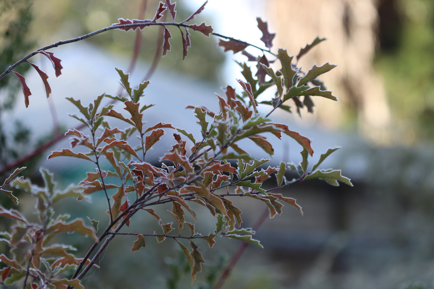 *RETAIL - Quercus canbyi