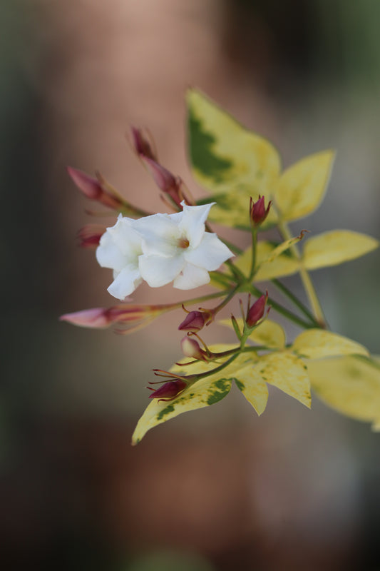 *RETAIL - Jasminum officinale 'Aureovariegatum'