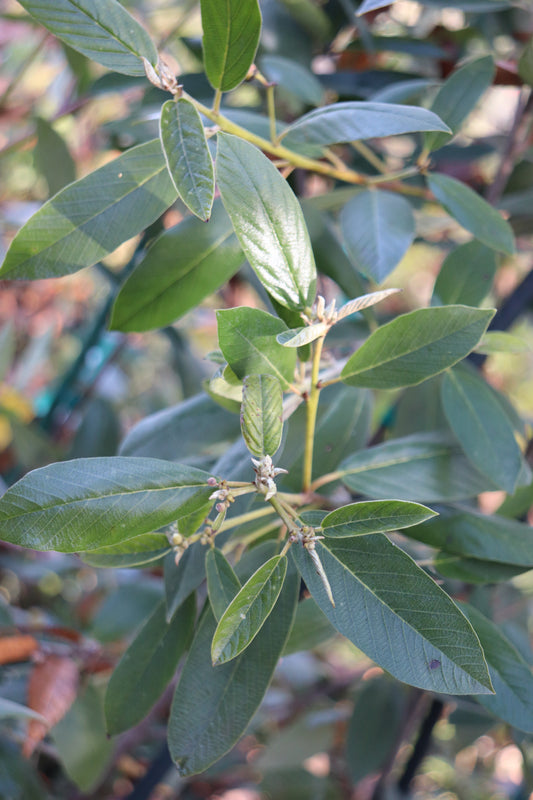 *RETAIL - Rhamnus californica ssp. tomentella