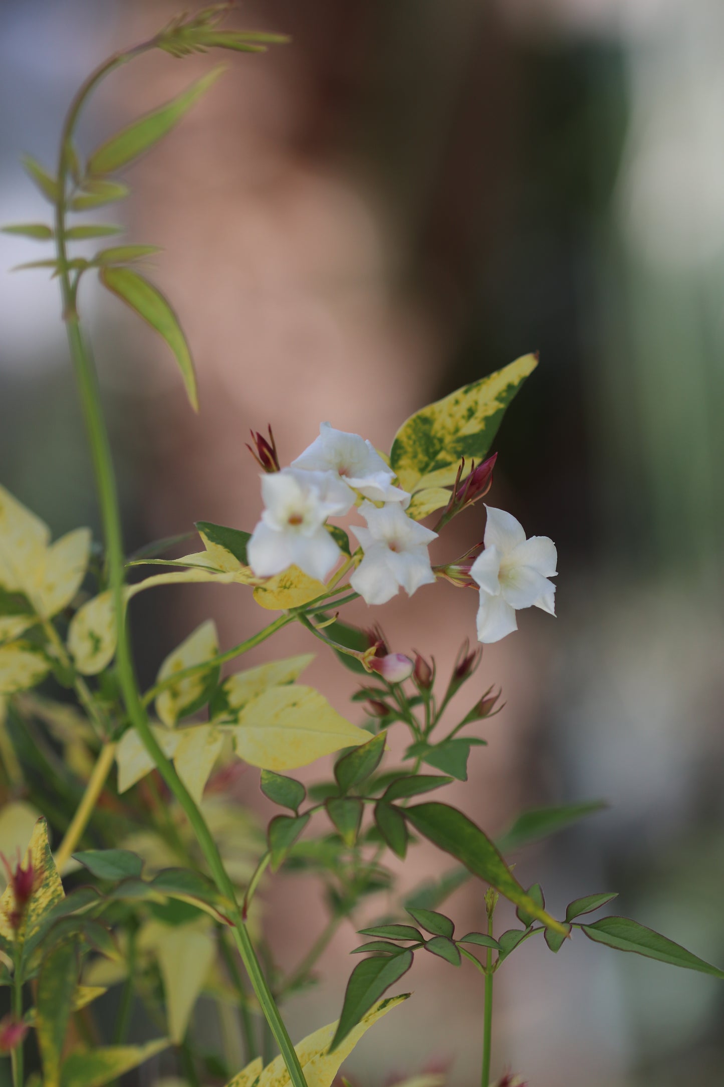 *RETAIL - Jasminum officinale 'Aureovariegatum'