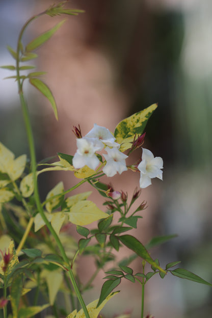 *RETAIL - Jasminum officinale 'Aureovariegatum'