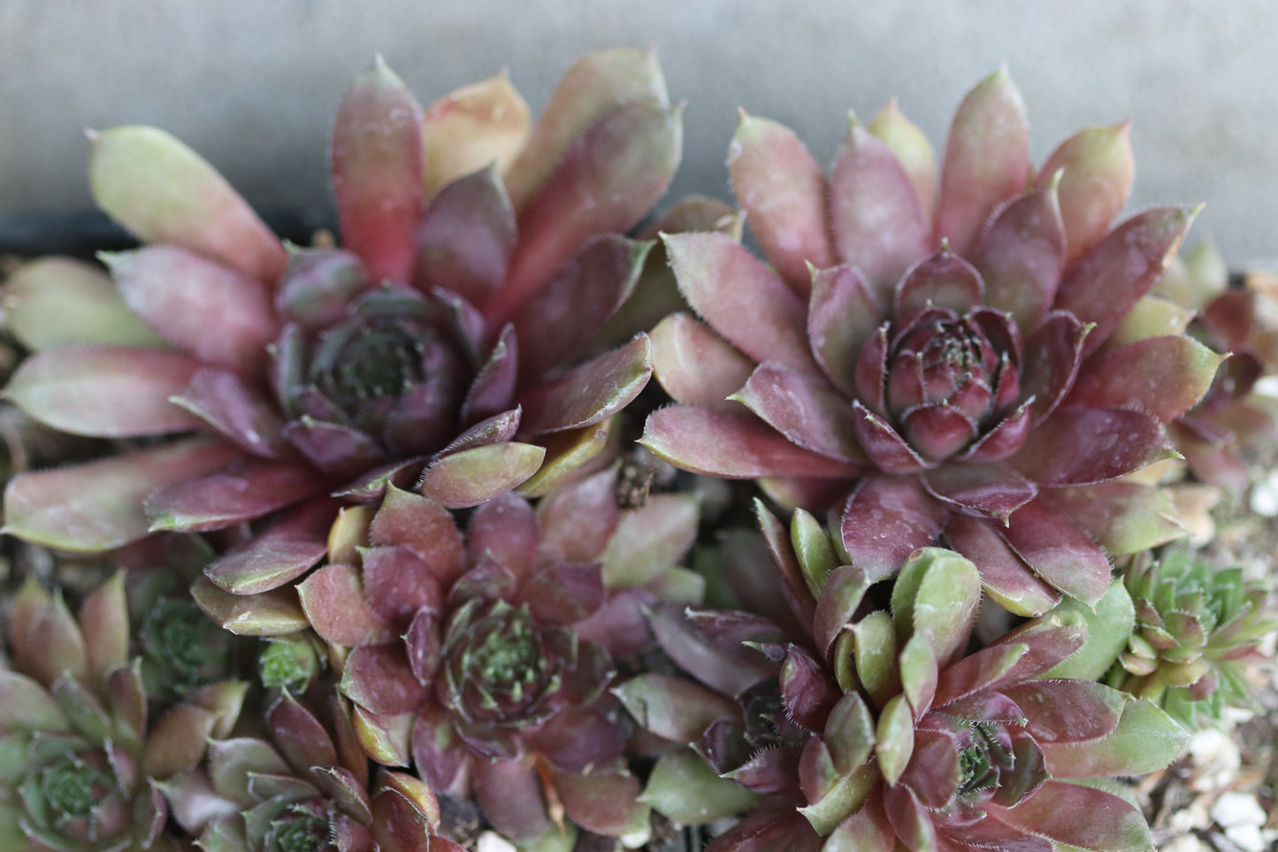 *RETAIL - Sempervivum 'The Platters'