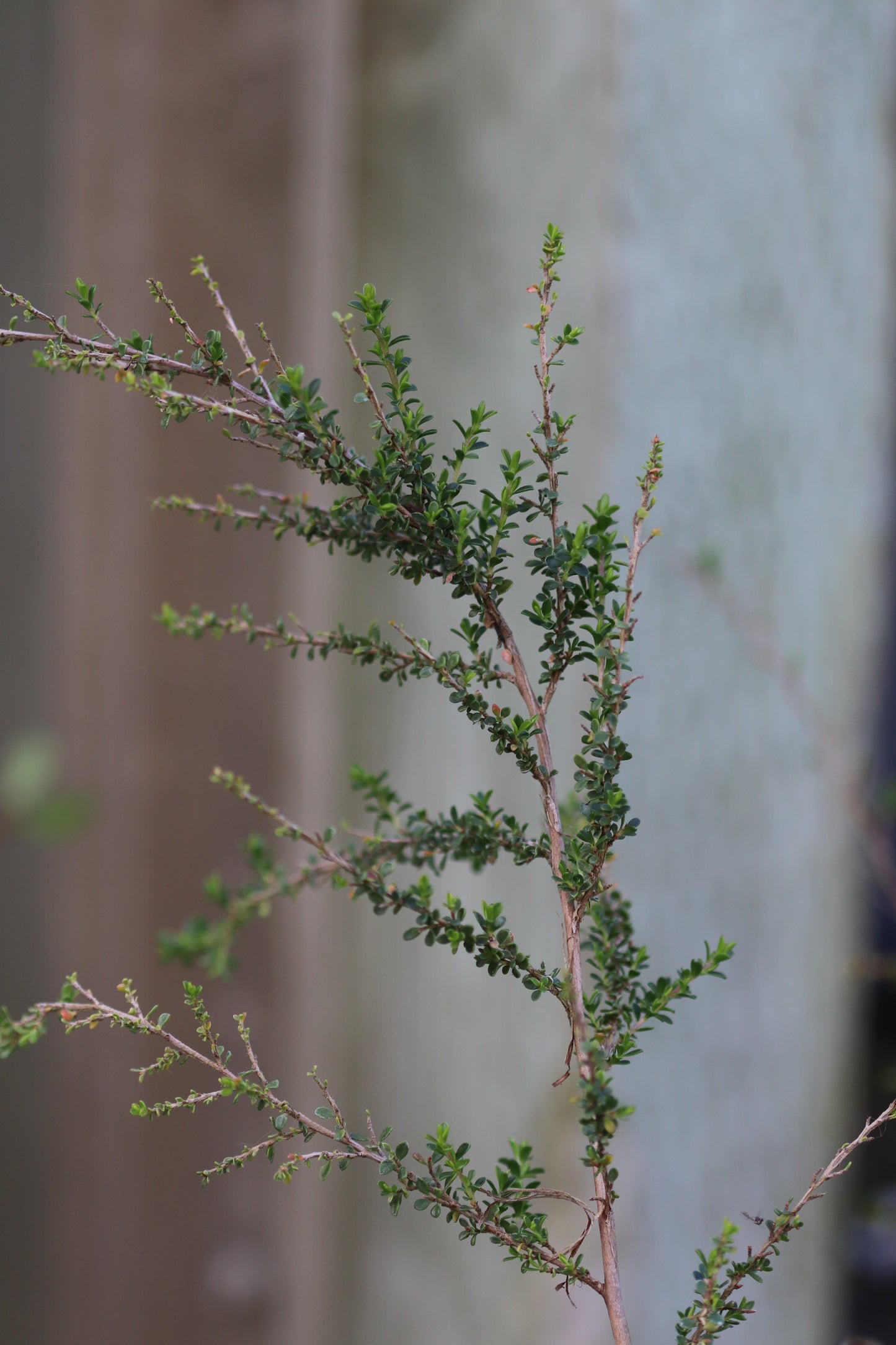 *RETAIL - Leptospermum liversidgei