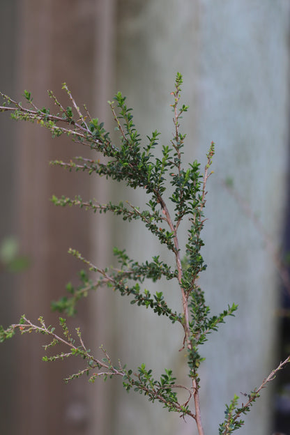 *RETAIL - Leptospermum liversidgei