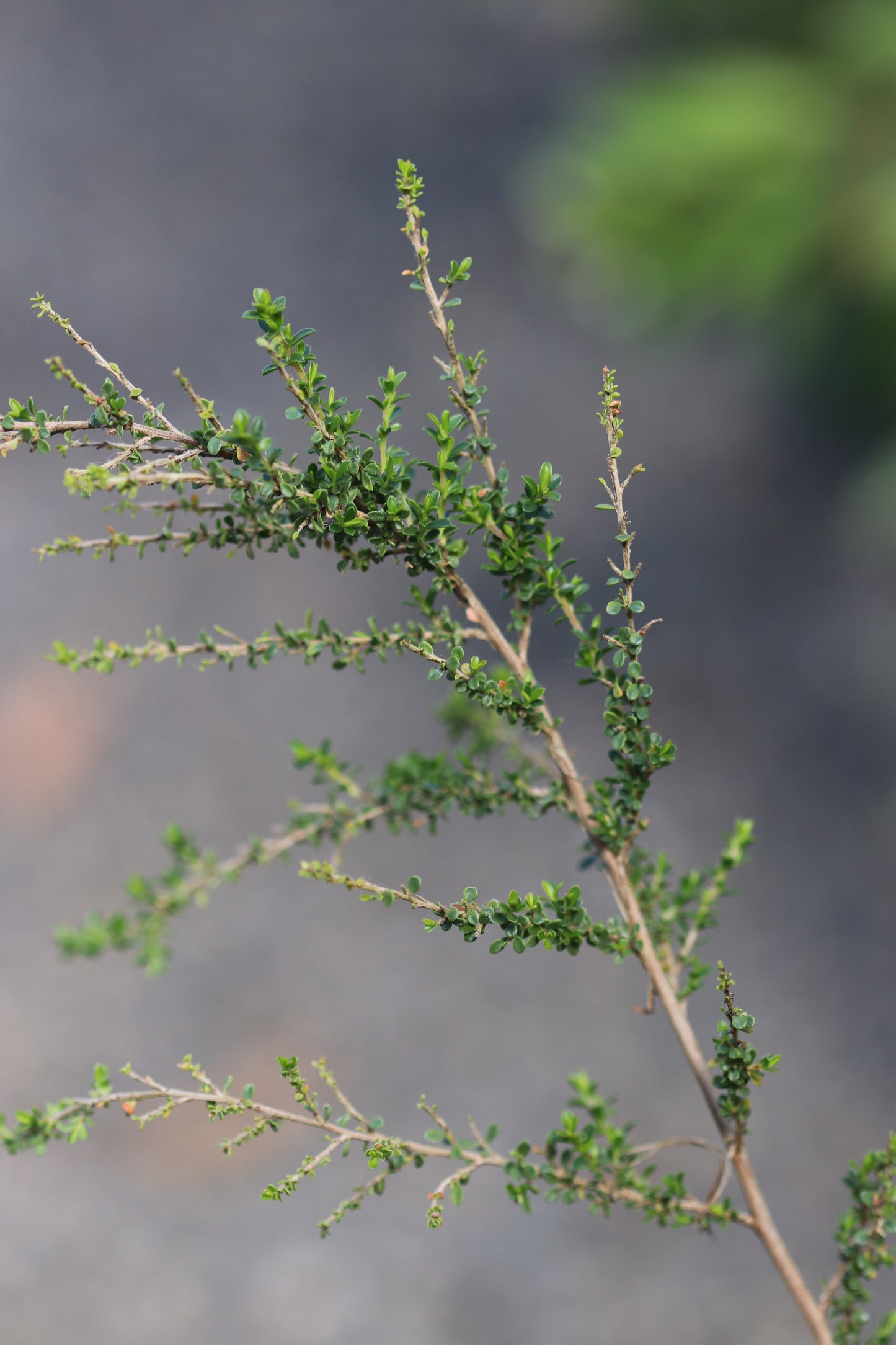 *RETAIL - Leptospermum liversidgei