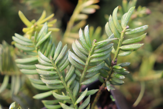 Cephalotaxus harringtonia 'Mary Fleming'