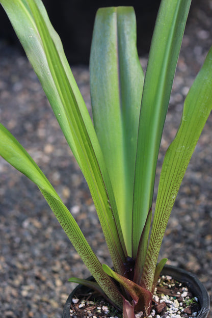 *RETAIL - Eucomis 'Toffee