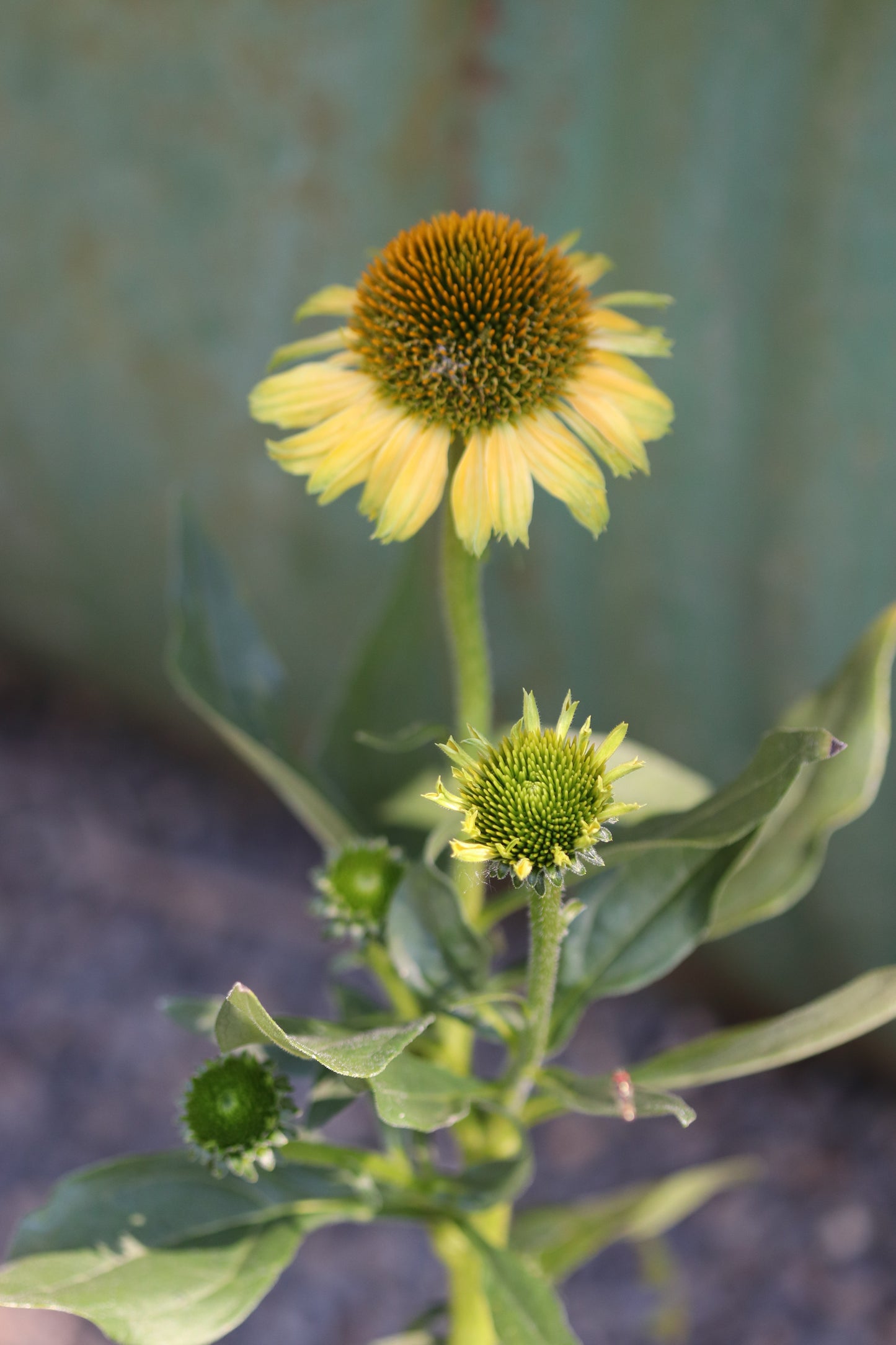 *RETAIL - Echinacea Princess™ 'Citrus'
