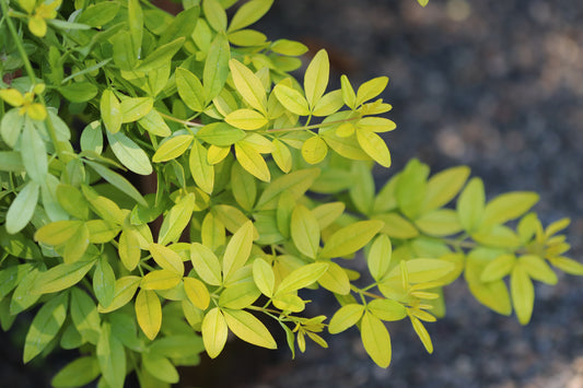 *RETAIL - Jasminum mesnyi 'Gold Tip'